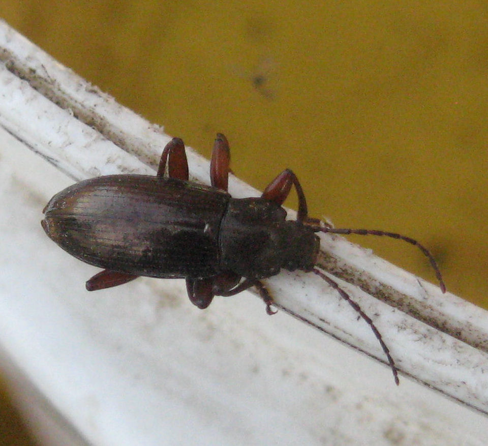 Tenebrionide sp. Stenomax